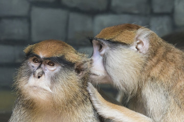  patas monkey