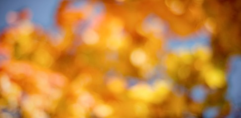 Defocused image of maple leaves