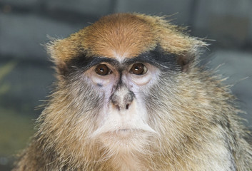  patas monkey