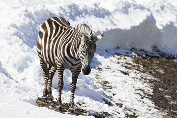 Fototapeta na wymiar grant's zebra in winter