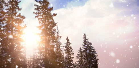 Silhouette pine trees against sky 3d