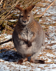 A wallaby is any animal belonging to the family Macropodidae that is smaller than a kangaroo and...