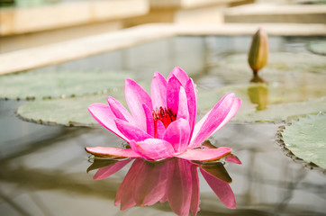 Pink waterlily flower blossom in a pond