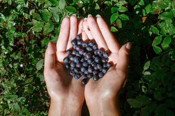 Woman holding in hands fresh blueberries