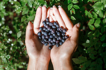 Woman holding in hands fresh blueberries