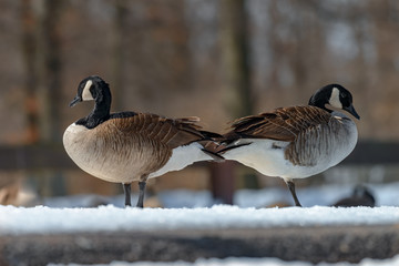 Canada goose, Branta canadensis. Wildlife animal. close-up