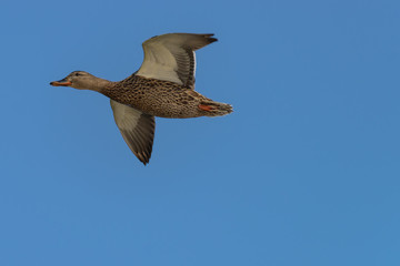 Mottled Duck (Anas fulvigula) flies over the lake