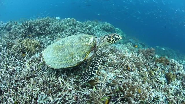 Endangered Hawksbill Sea Turtle Underwater