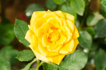 Yellow rose flower blossom in spring