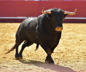 bull