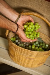 Hand of male staff grapes in organic section
