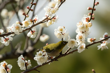 メジロと梅の花