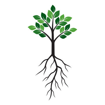 Shape of Green Tree and Roots. Vector Illustration.