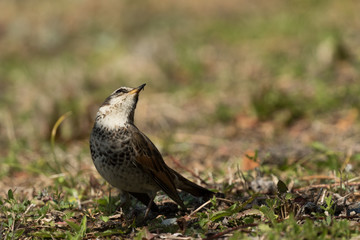 散歩中のツグミ