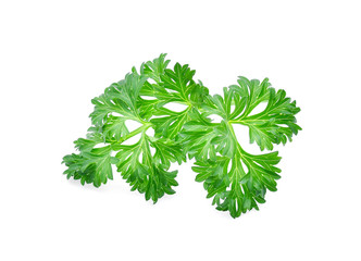 Parsley isolated on white background