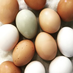 Fresh Eggs