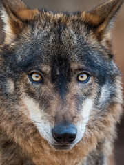 Iberian wolf portrait (Canis lupus signatus) - 141437221