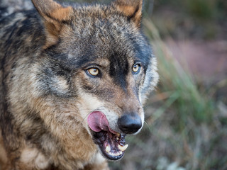 Iberian wolf portrait showing his tongue (Canis lupus signatus)