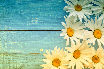White big chamomile flowers on a blue wooden surface