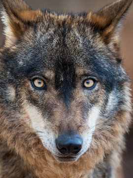 Iberian wolf portrait (Canis lupus signatus)