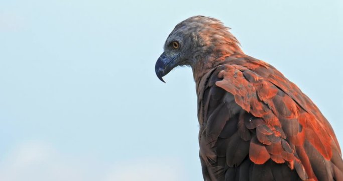 Grey-headed Fish Eagle close up head, eyes and beak. Wild bird profile portrait and detailed view of beautiful plumage and brown feathers of rare animal in natural habitat environment. Yala, Sri Lanka