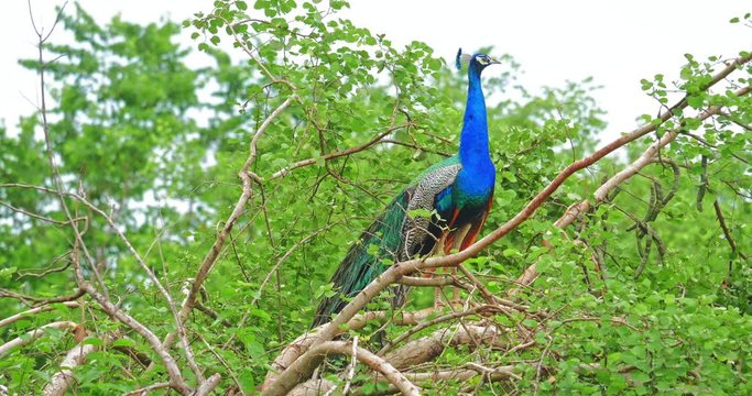 Beautiful Peacock male with vivid beautiful blue plumage. Sri Lanka wild nature of Yala National Park flora and fauna wildlife scene background