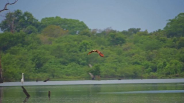 Yala national park wild animals. Flying Eagle slow motion video Sri Lanka nature