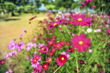 Obraz premium Fields Cosmos