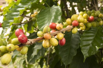 Café (planta e frutos)