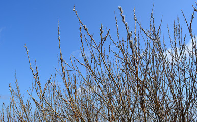Willow branches against the blue sky,spring