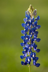 Bluebonnet