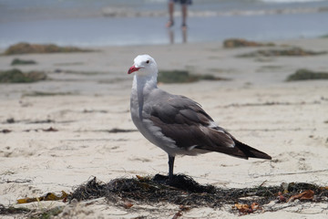 Seagull on the beach - California, United States