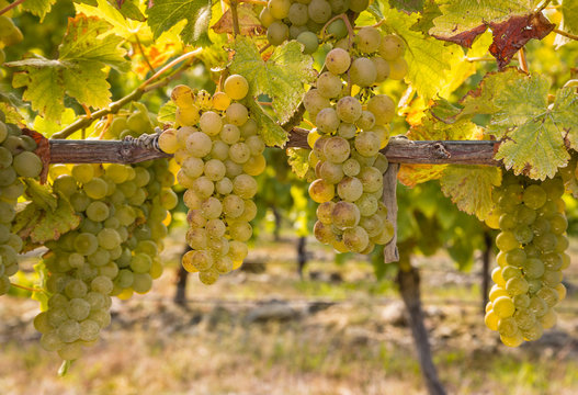 closeup of ripe Chardonnay grapes on vine in autumn vineyard