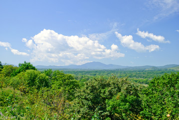 Forest landscape with hills in the distance