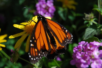 Monarch