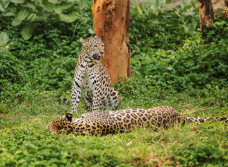 two leopard resting on a grass