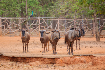group of Blue Wildebeest