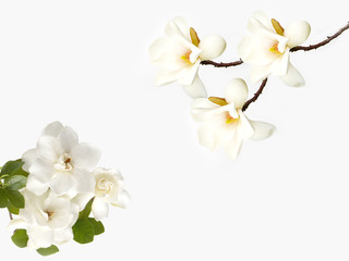 Naklejka na ściany i meble Beautiful gardenia flower on white background 