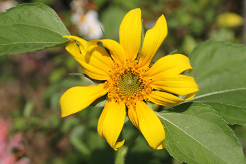 Sunflower in garden