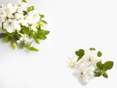 Beautiful gardenia flower on white background 