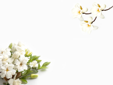 Beautiful Gardenia Flower On White Background 