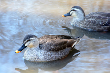 Duck on Water