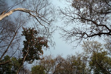 Trees in the summer / Trees silhouette