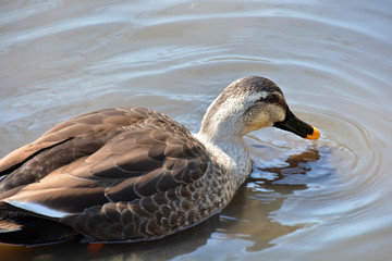 Duck on Water