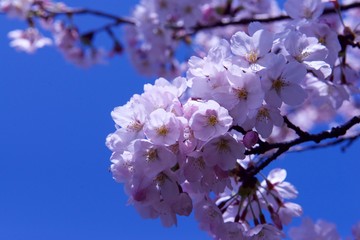 青空と桜