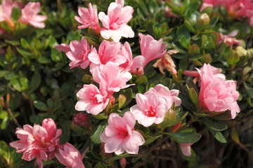 Obraz premium SAMSUNG CSC