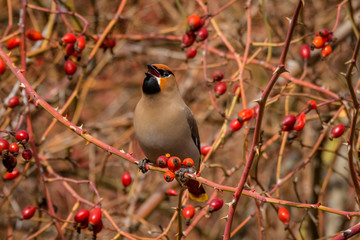 Bohemian Waxwing enjoys a feast of rose hip berries