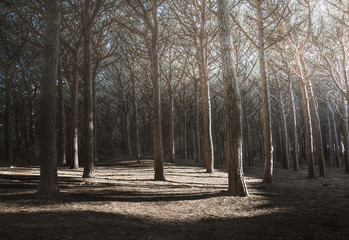 Maritime Pine tree forest or pinewood rays of light. Tuscany, Italy