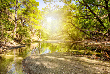 Beautiful spring forest at sunset. Stunning landscape with bright colors and rays of the setting sun