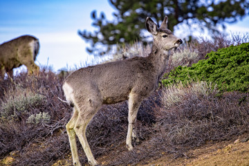 Mule Deer, Rocky Mountain National Park, Colorado, USA